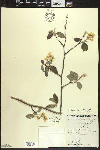 Amelanchier sanguinea image