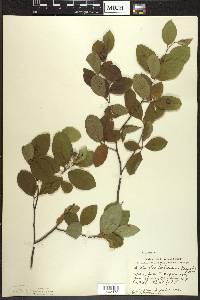 Amelanchier bartramiana image