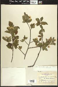 Amelanchier bartramiana image