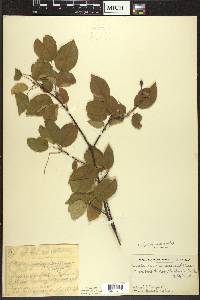 Amelanchier laevis image