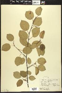 Amelanchier laevis image