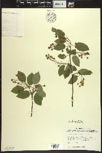 Amelanchier laevis image