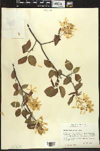 Amelanchier laevis image