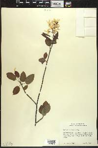 Amelanchier laevis image