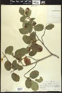 Amelanchier sanguinea image