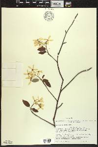 Amelanchier laevis image