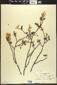 Amelanchier laevis image