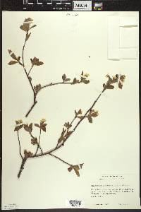 Amelanchier bartramiana image