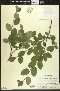 Amelanchier bartramiana image