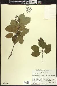 Amelanchier laevis image