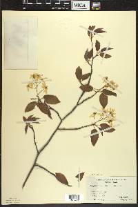 Amelanchier laevis image