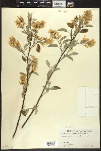 Amelanchier sanguinea image