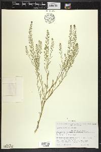 Lepidium densiflorum image