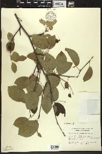 Amelanchier laevis image