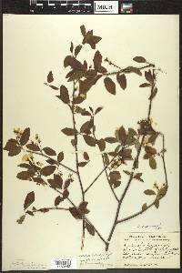 Amelanchier bartramiana image