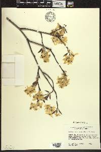 Amelanchier laevis image