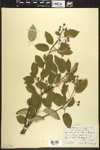 Amelanchier laevis image