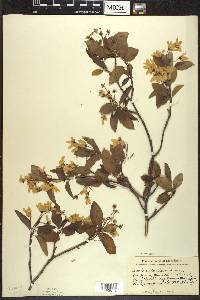 Amelanchier laevis image