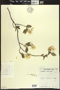 Amelanchier laevis image