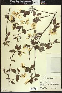 Amelanchier laevis image