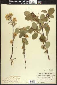 Amelanchier spicata image