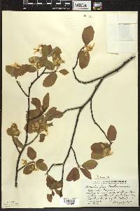 Amelanchier bartramiana image