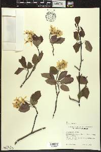 Amelanchier laevis image