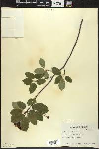 Amelanchier laevis image