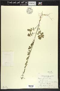 Sisymbrium officinale image