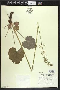 Heuchera americana image