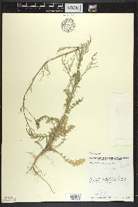 Sisymbrium altissimum image