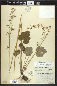 Heuchera americana image