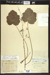 Heuchera americana image