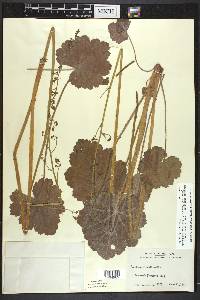 Heuchera americana var. hirsuticaulis image