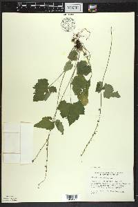 Mitella diphylla image