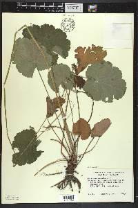 Heuchera americana image