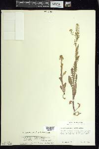 Rorippa palustris subsp. hispida image