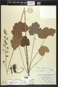 Heuchera americana var. hirsuticaulis image