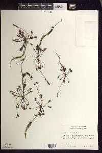 Drosera intermedia image