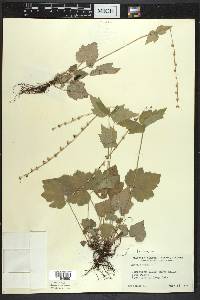 Mitella diphylla image