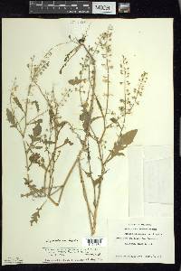 Rorippa palustris subsp. hispida image