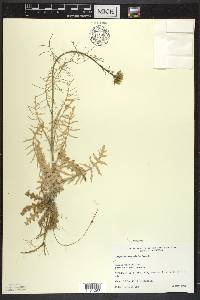 Sisymbrium altissimum image