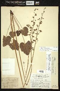 Heuchera americana image