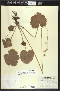 Heuchera americana var. hirsuticaulis image