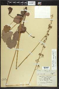 Heuchera americana var. hirsuticaulis image