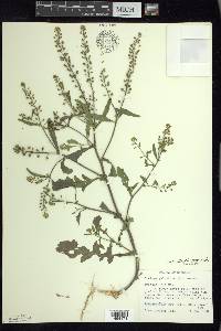 Rorippa palustris subsp. hispida image