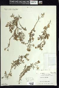 Rorippa sylvestris image