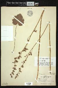 Heuchera americana image