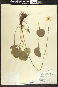 Parnassia glauca image