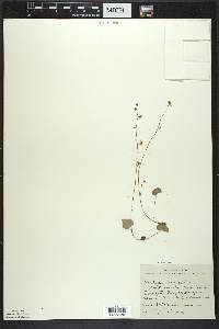 Mitella nuda image